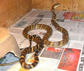 男子散步被青蛇咬伤后忍痛拍照，紧急自救引发热议！