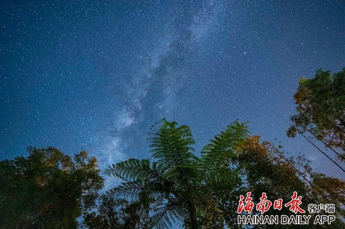 海南热带雨林中的竹叶青蛇