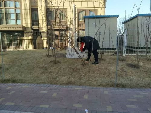 农民在麦地里捡出角铁