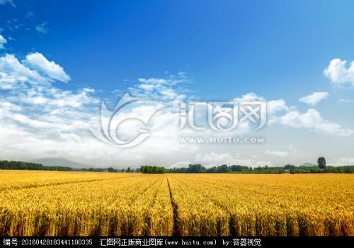 芒种时节，我在田间读懂了人生的“收”与“种”