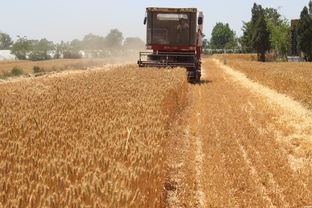 芒种将至，我与夏日的约定：收麦插秧忙不停