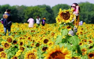 妈妈为高考儿子种出紫红色向日葵，这份爱让人泪目！