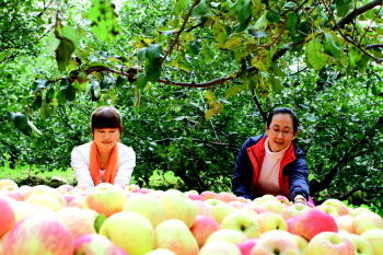 游客在果园采摘