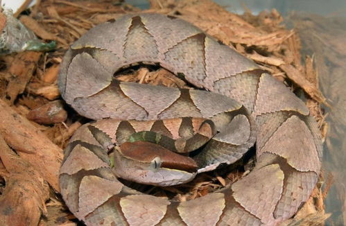 蛇类活动高峰期警示图示