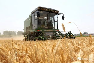 芒种时节，我在田间地头感受收获与播种的双重喜悦