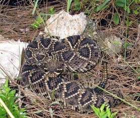 几种常见毒蛇对比图