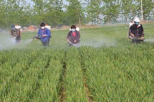 志愿者帮助农户收割小麦