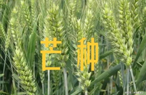 芒种节气吃什么？我亲测这几种食物最养生，附上我家食谱！