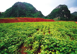 绿意盎然的果园