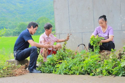 村民在田间庆祝丰收的场景