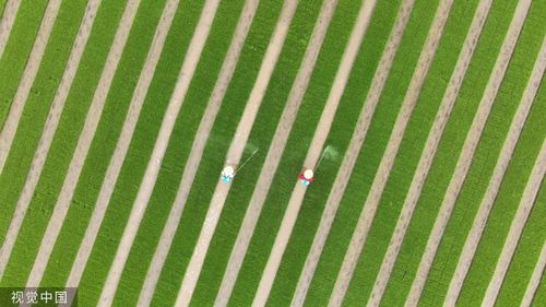 芒种至仲夏始，我在文化中国行中遇见最美的节气故事