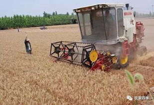 三夏农忙正当时：我在田间地头感受丰收的喜悦与忙碌