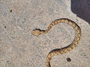 医院抢救被毒蛇咬伤患者现场