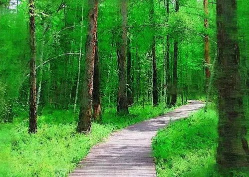 一个人走在森林小径上的背影