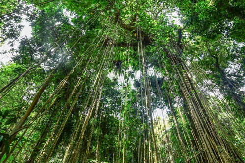 海南，不止是度假天堂，还是74种蛇的家！我亲身经历告诉你：夏天去海南，别只带防晒霜