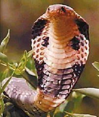 眼镜王蛇被放归山林