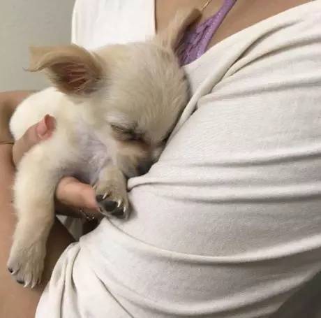 福仔偷吃烤肠走红，警犬训练背后的辛酸与萌点