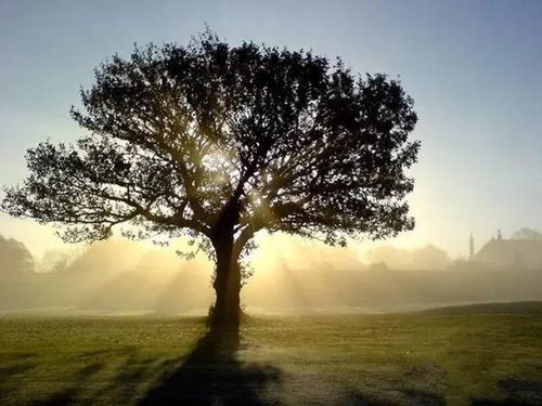 夕阳下一棵孤独的老树倒影在湖面