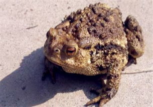 非法收购25万斤癞蛤蟆，20人被判刑！这起案件背后你不知道的生态代价