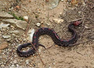 男子被毒蛇咬伤忍痛抓蛇，再遭二次攻击！这些急救知识你必须知道