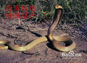 野外遇蛇急救示意图