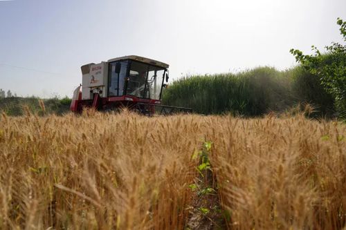 夏收暖心行动：我在田间见证各地的温情服务