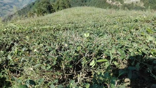 废弃农田长满杂草
