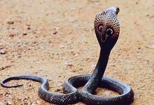 云南村民家中惊现剧毒眼镜王蛇！数小时可致命，背后真相令人胆寒