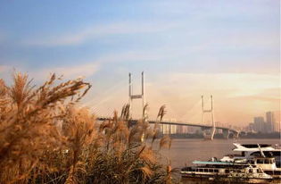 江边芦苇随风摇曳