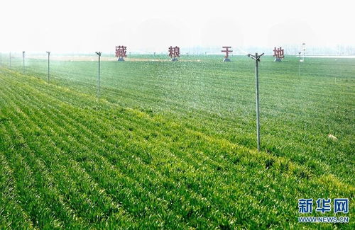 收割机在高标准农田作业