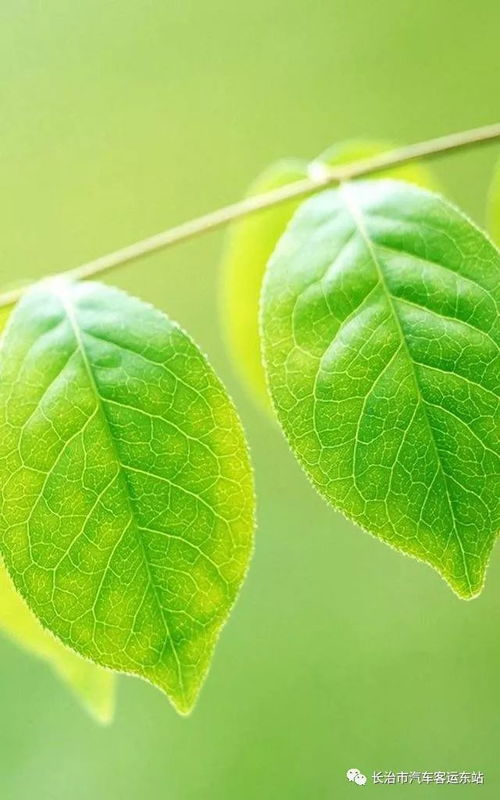 绿色植物与眼睛健康