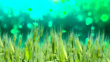 麦田上的音乐梦：我亲历《种地吧》麦田音乐会的震撼与感动