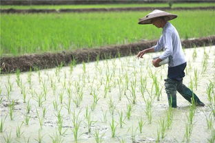 34岁网红村花突发脑梗去世，凌晨割麦画面成最后身影