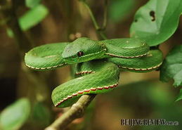 竹叶青蛇特写图