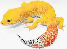 色彩斑斓的睫角守宫攀附树枝