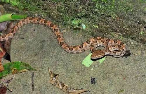 高女士被蛇咬后手指变色特写