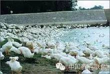 北京鸭养殖场实景图
