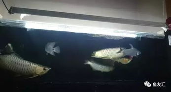 一家人开心地看着鱼缸中的彩色水