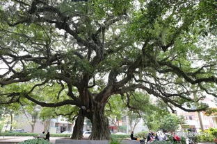 去年的树｜我与一棵老树的故事，新美南吉童话里的真实回响