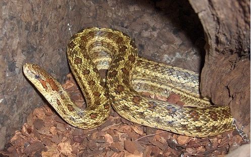 户外防蛇注意事项提示图