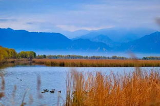 一片宁静的湿地生态系统
