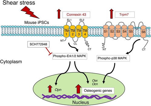 显微镜下干细胞成骨诱导后的矿化结节
