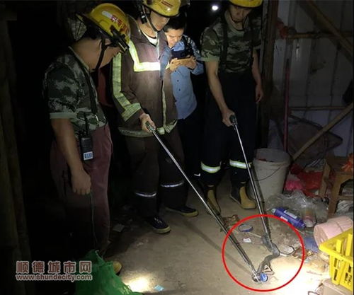 消防员正在捕捉眼镜王蛇