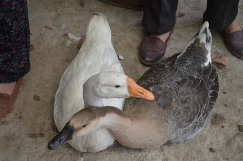 一只烤鸭20多元，利润竟高达40%？揭开背后的成本真相！