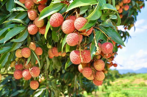 美国小伙来中国才吃到鲜荔枝，直呼：这和超市的完全不一样！