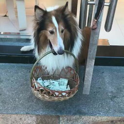 狗狗叼着钱回家