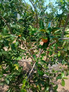 吃仙人掌果对身体的好处，我亲测后才发现它有多神奇！