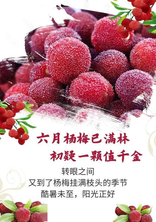 一片挂满杨梅的果园