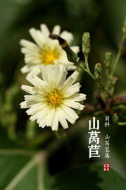 路边一朵盛开的野花