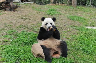 熊猫啃食竹笋动态瞬间